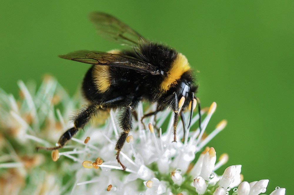 Qué hacer en caso de picadura de avispa o abeja
